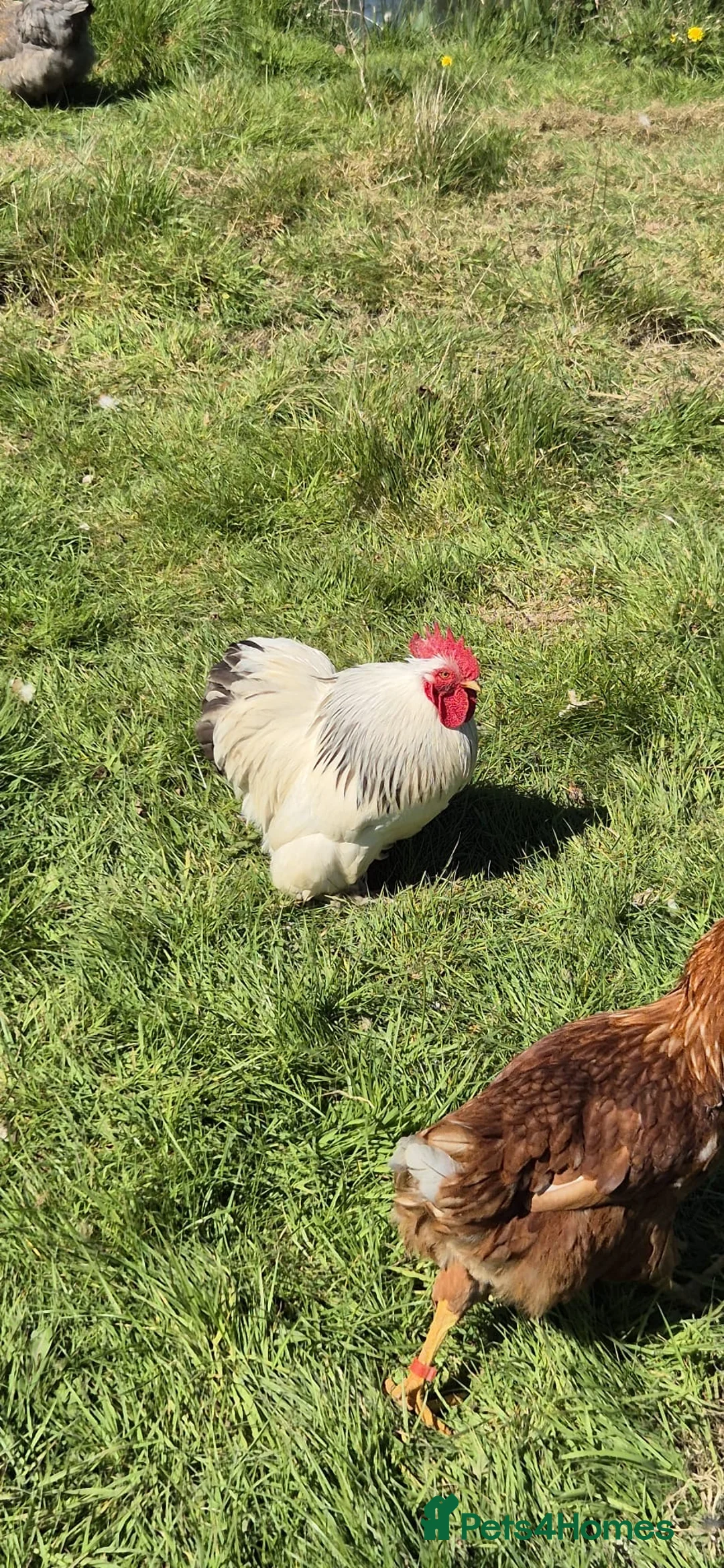 Chickens poultry for sale: Colombian pekin bantam  - Advert 1
