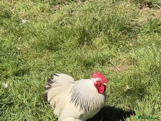Chickens poultry Colombian pekin bantam - Advert 1