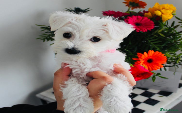 Miniature Schnauzer dogs - Advert 1