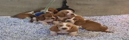 Basset Hound dogs for sale: KC BASSET HOUND PUPPIES FROM HEALTH SCORED PARENTS - Advert 12