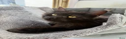 Maine Coon cats for sale: Active tica registered smoke female  - Advert 4
