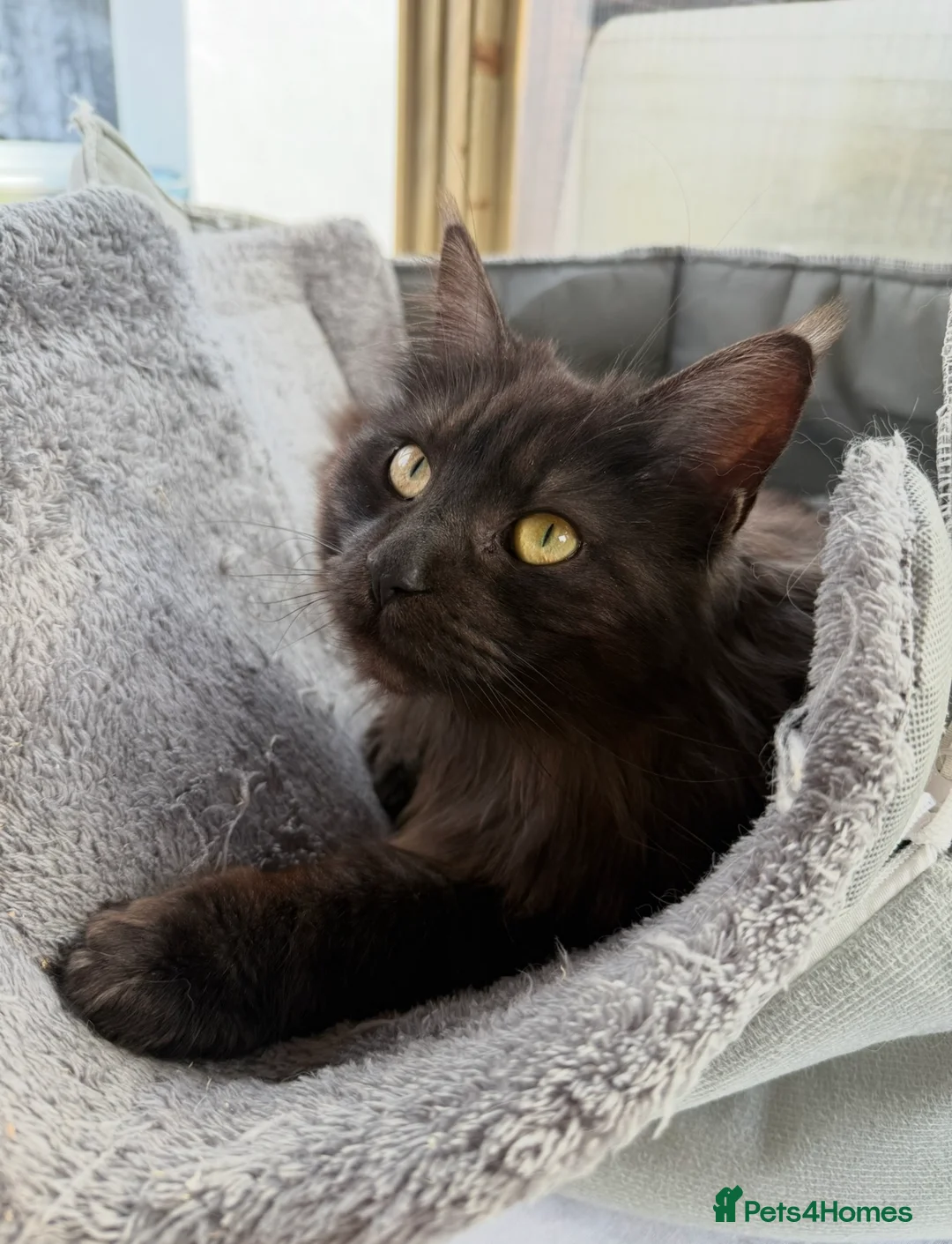 Maine Coon cats for sale: Active tica registered smoke female  - Advert 4