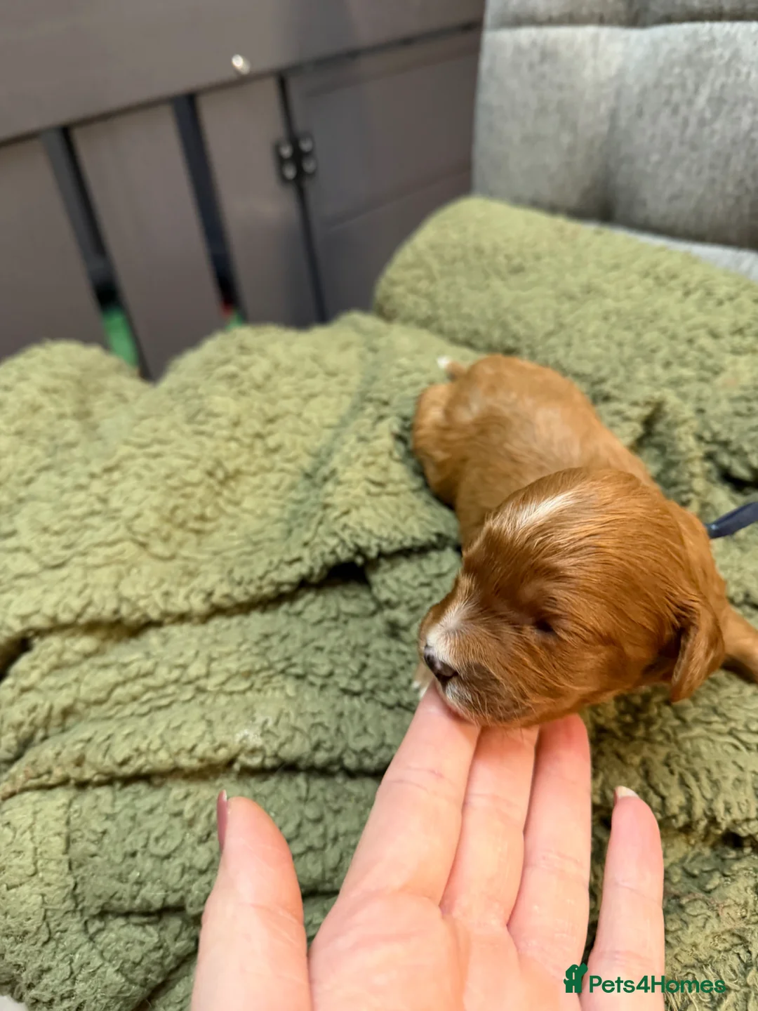 Cavapoo dogs for sale: Cavapoo f1 puppies - Advert 2