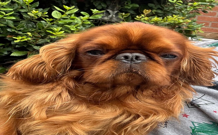 King Charles Spaniel dogs - Advert 1
