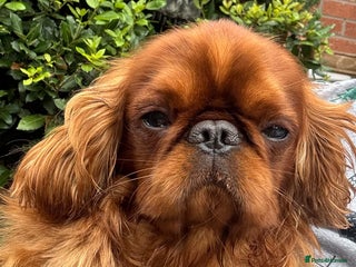 King Charles Spaniel dogs - Advert 4