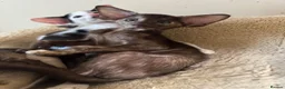 Oriental cats for sale: Pedigree GCCF Oriental Kittens  - Advert 23