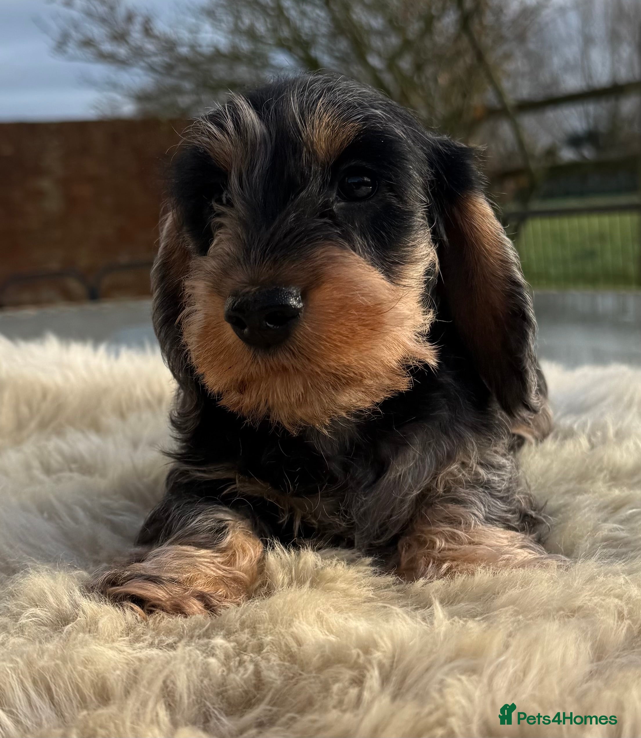 Miniature Dachshund dogs KC registered mini wires - Advert 9