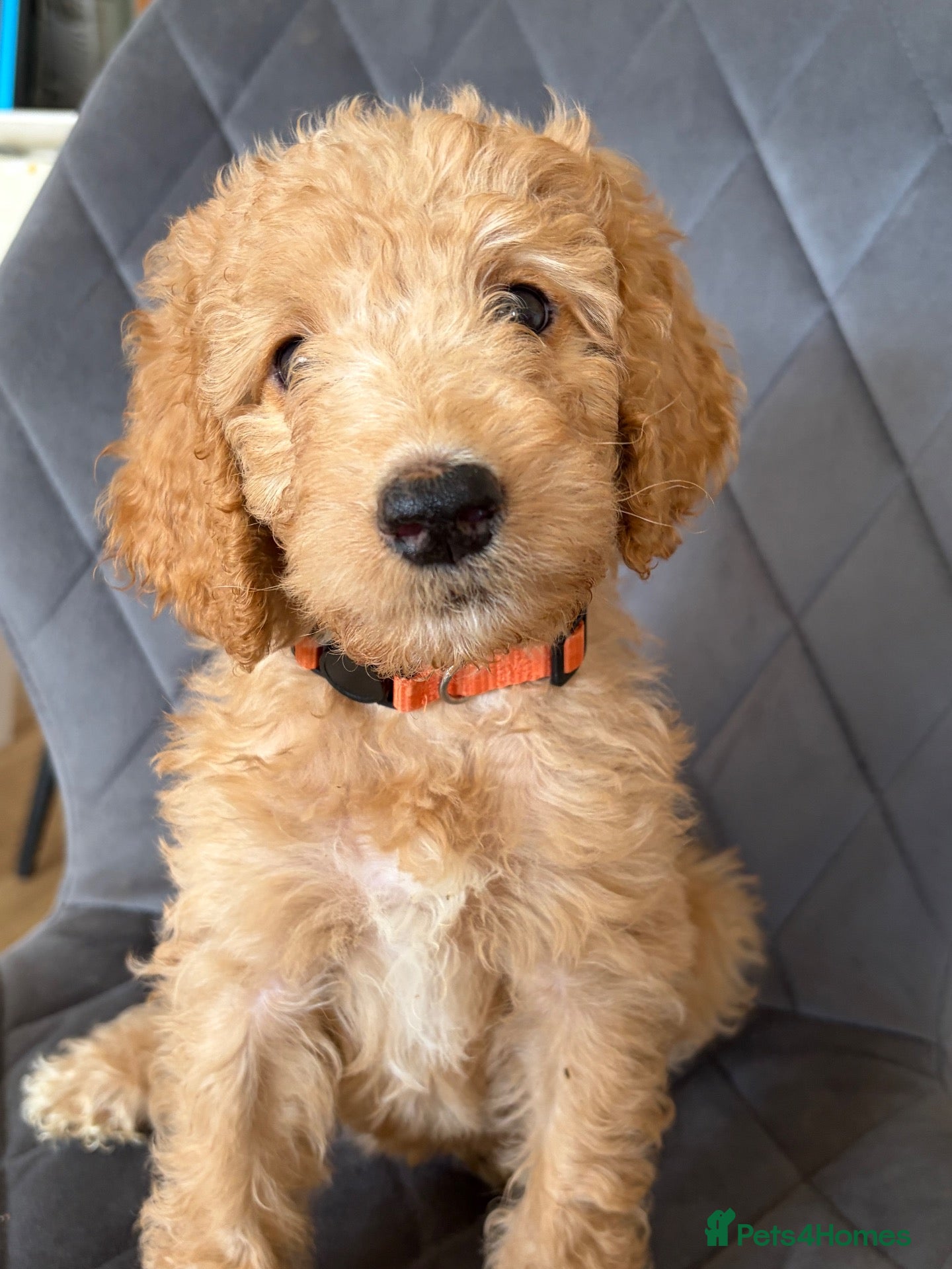 Labradoodle dogs READY NOW Multigen labradoodle puppies - Advert 13
