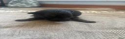 German Shepherd dogs for sale: German shepherd puppies  - Advert 5