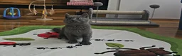 British Shorthair cats for sale: Blue British Shorthair kitten - Advert 6