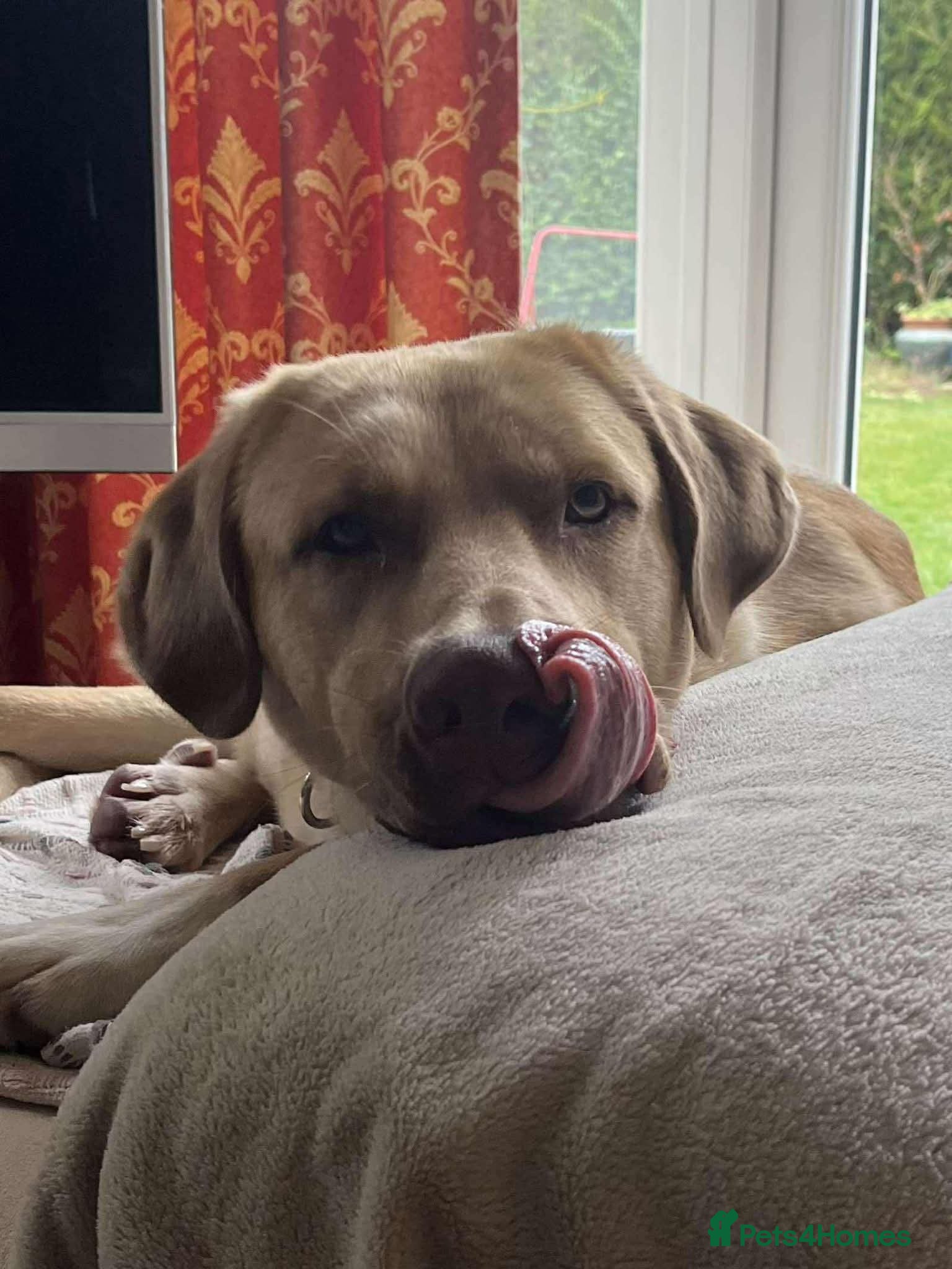 Mixed Breed dogs 💚 Monty 💚 - Advert 2