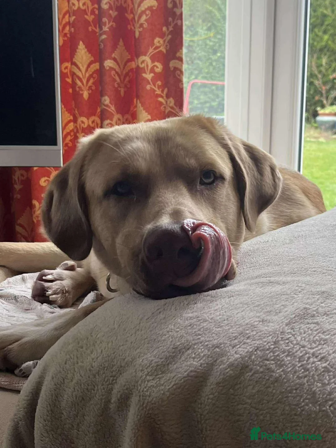 Mixed Breed dogs for adoption: 💚 Monty - big beauty needing a family to love💚 - Advert 2