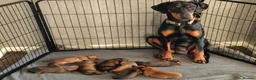 Mixed Breed dogs for sale: Doberman/Dogue de bordeaux  - Advert 1
