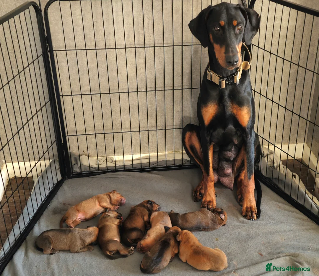Mixed Breed dogs for sale: Doberman/Dogue de bordeaux  - Advert 1