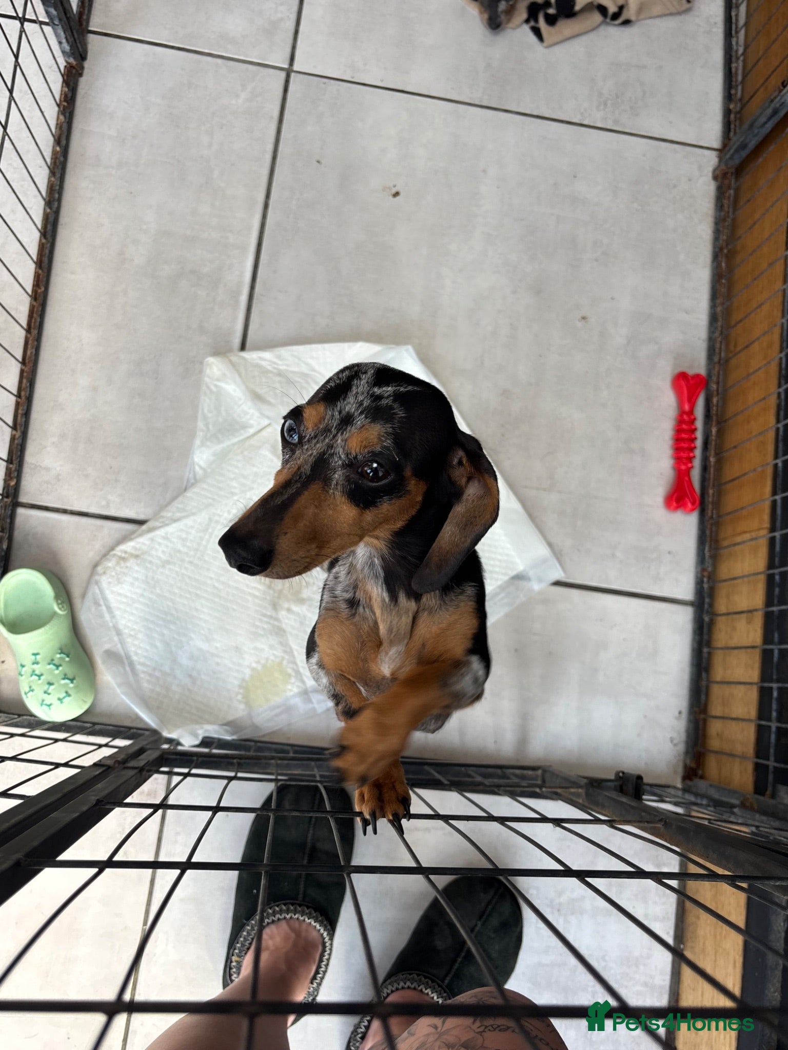Miniature Dachshund dogs Mini dachshund- blue and silver dapple  - Advert 2