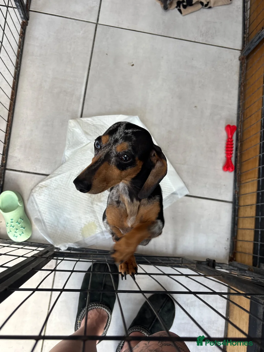 Miniature Dachshund dogs for sale: Mini dachshund- blue and silver dapple  - Advert 2