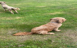 Goldendoodle dogs for sale: F1b Goldendoodles available for reservation - Image 25