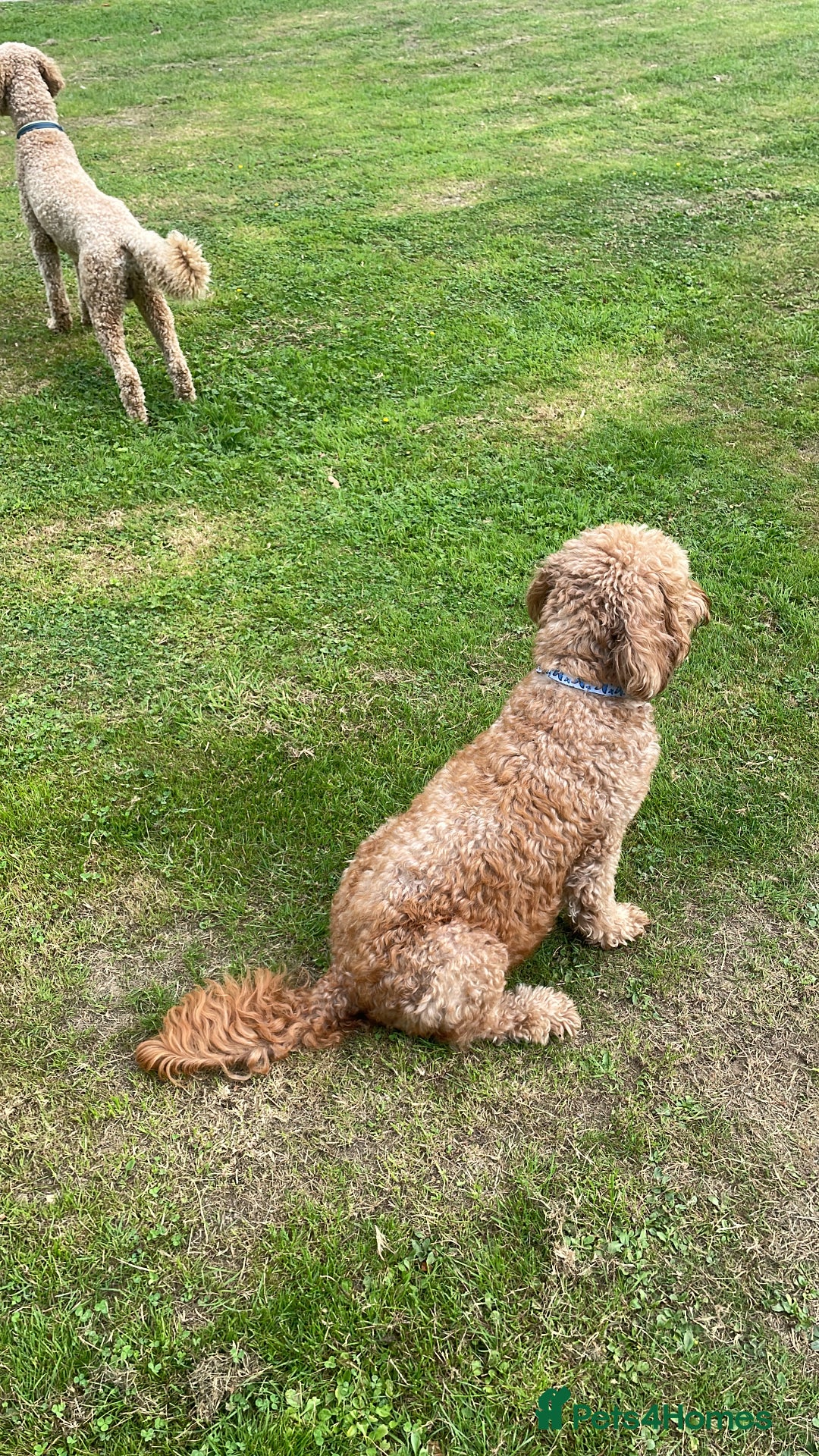 Goldendoodle dogs for sale: F1b Goldendoodles available for reservation - Image 25