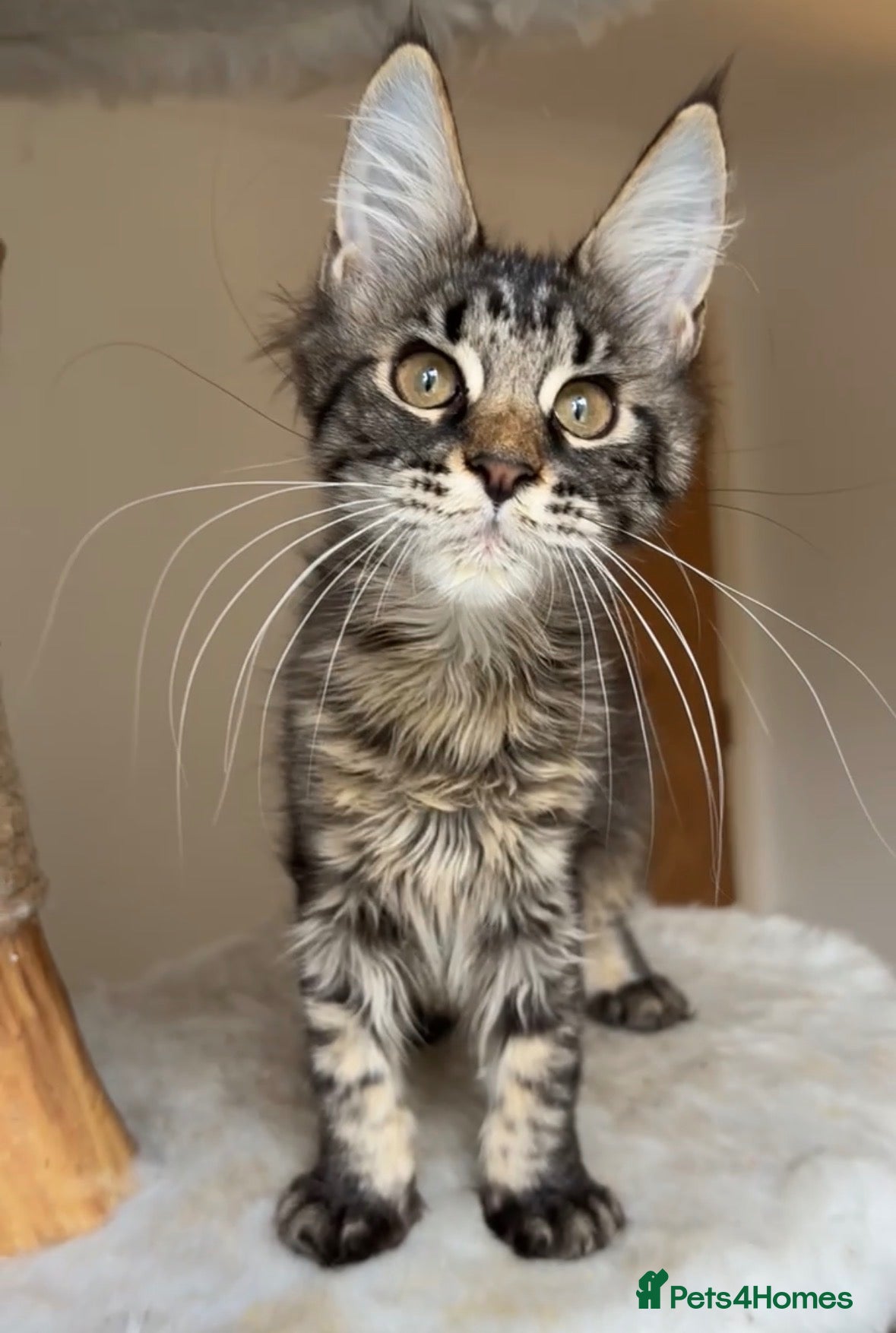 Maine Coon cats 1 ACTIVE TICA Registered Mainecoon kittens  - Advert 9