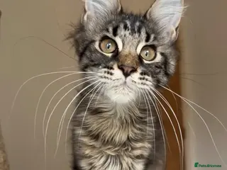 Maine Coon cats 1 ACTIVE TICA Registered Mainecoon kittens - Advert 9