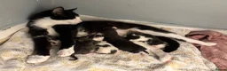 British Shorthair cats for sale: Five gorgeous soft kittens  - Advert 1