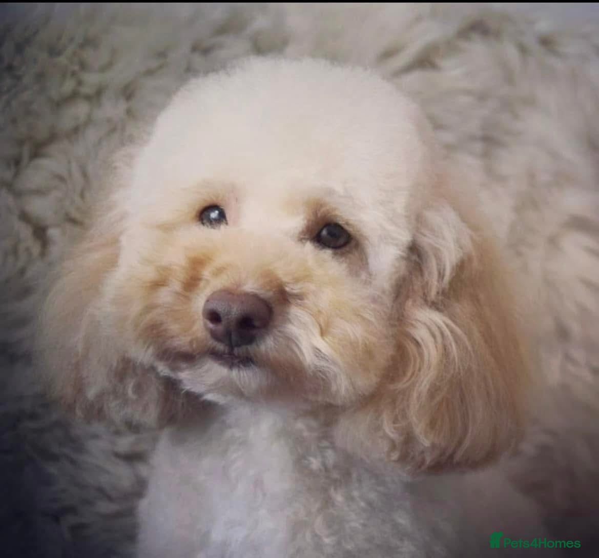 Miniature Poodle dogs Professional Stud Service - Red, Phantom, Parti in Eastleigh - Advert 17