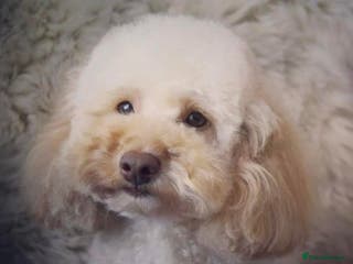 Miniature Poodle dogs Professional Stud Service - Red, Phantom, Parti in Eastleigh - Advert 17