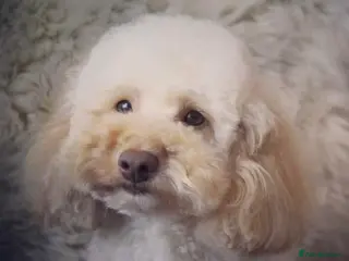 Miniature Poodle dogs Professional Stud Service - Red, Phantom, Parti in Eastleigh - Advert 3