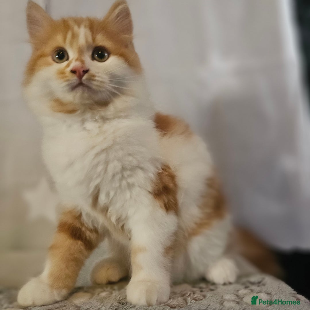 British Shorthair cats for sale: Ginger and white kittens  - Image 6