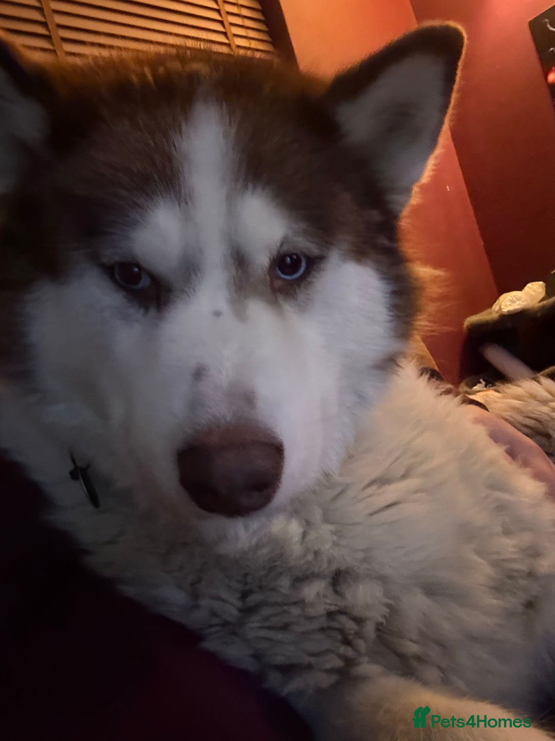 Utonagan dogs for sale: Zya the Alusky - Advert 3