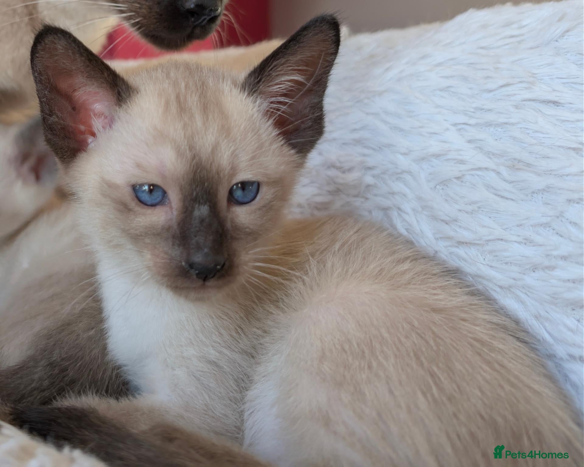 Siamese cats Beautiful Pure Siamese kittens - Advert 2