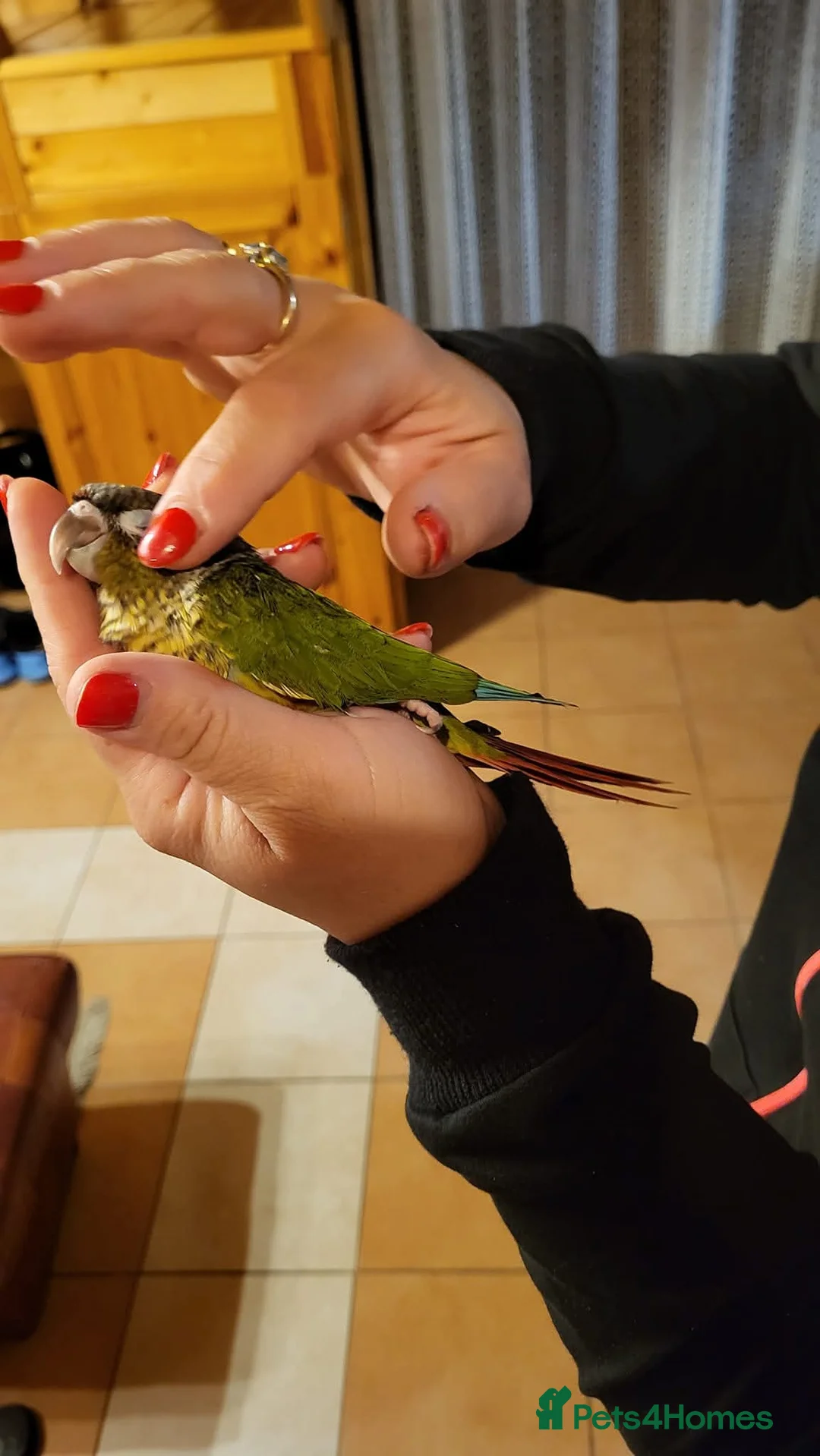 Conures birds for sale: Pineapple and cinnamon green cheek conures - Advert 7