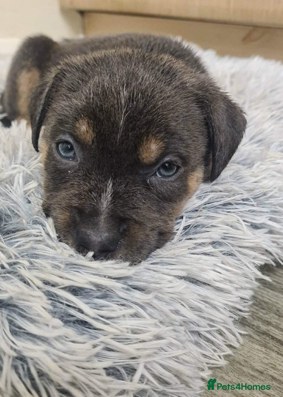 Mixed Breed dogs for sale: Staffy cross pups  - Advert 6