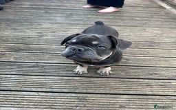 French Bulldog dogs for sale: French puppies new shade fluffy  in Warrington - Image 26