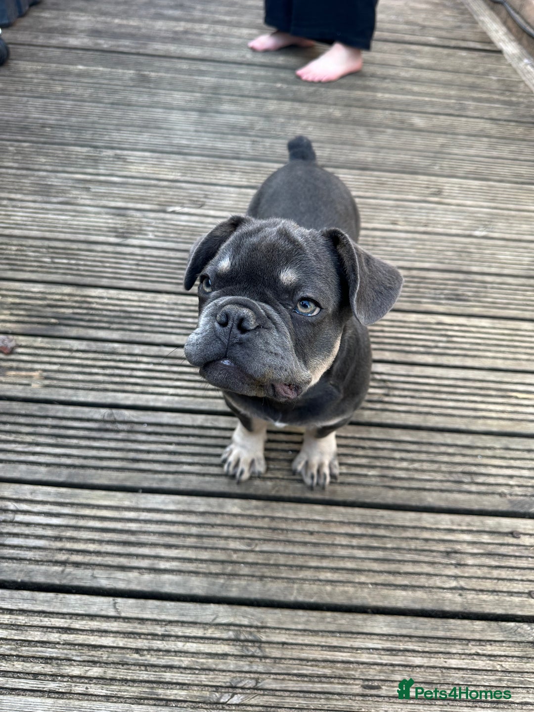 French Bulldog dogs for sale: French puppies new shade fluffy  in Warrington - Image 26