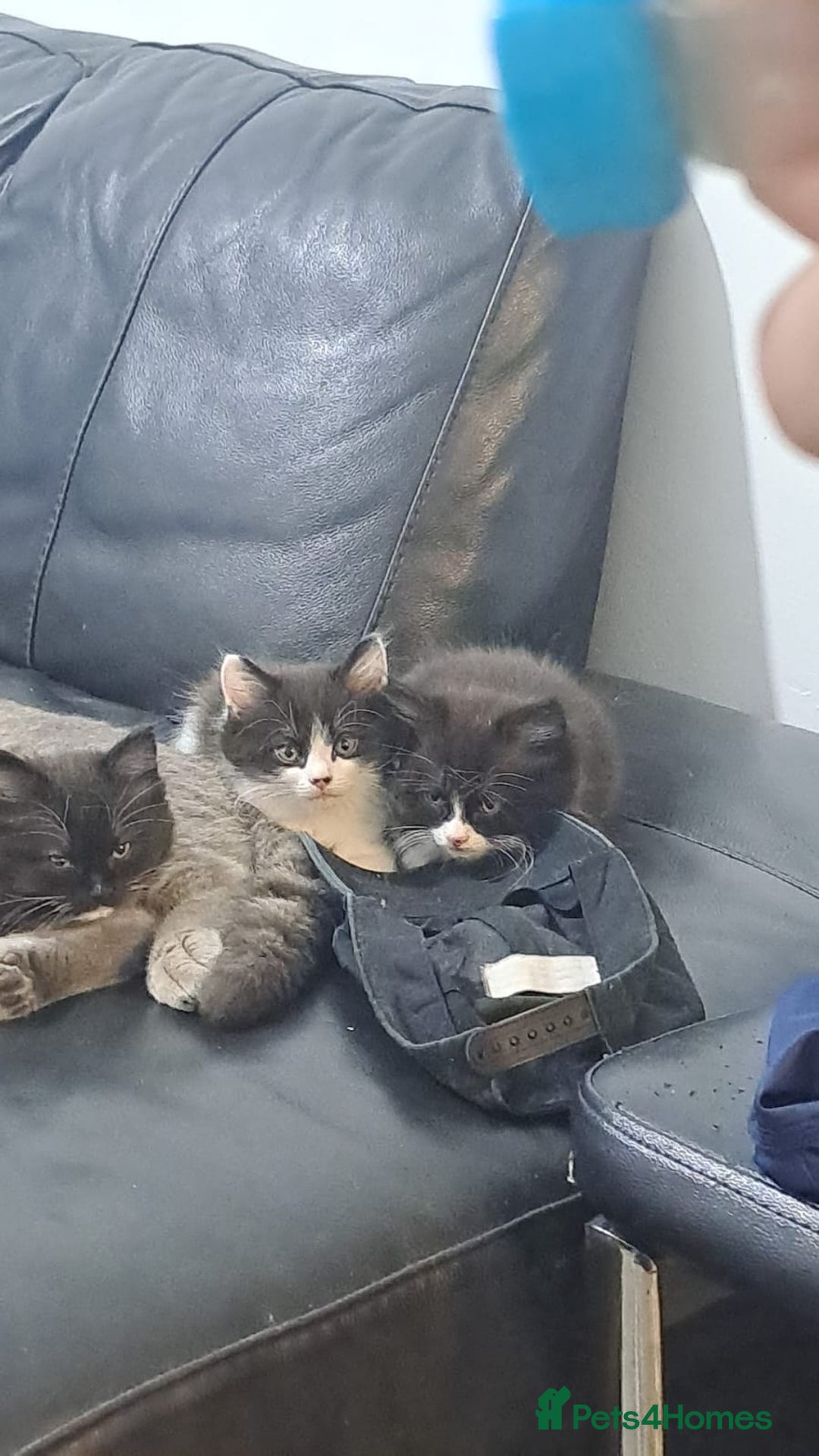 Mixed Breed cats for sale: 🐾 Adorable, persian crossed Kittens for Sale 🐾 - Image 12