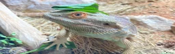 Bearded Dragon reptiles for sale: Bearded Dragon + 4ft Viv LumenIZE Setup - Advert 7