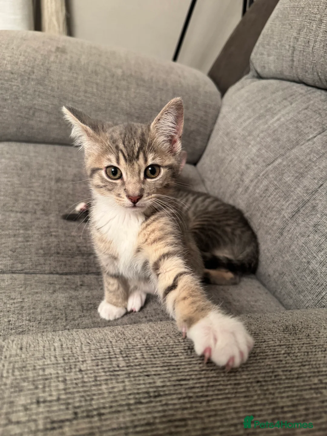 Mixed Breed cats for sale: Beautiful Kittens Ready for Their Forever Homes - Advert 10