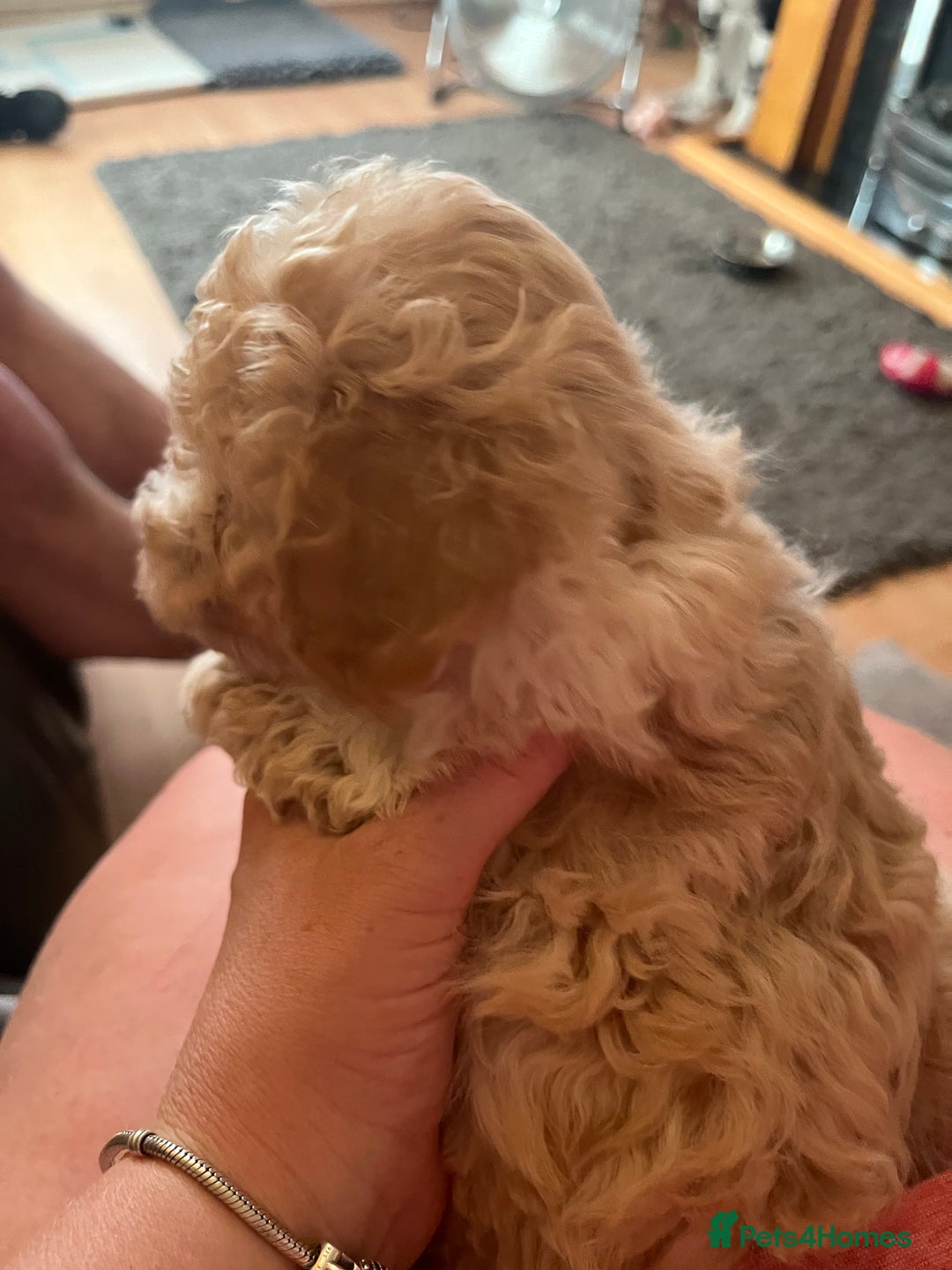 Poochon dogs for sale: 2 poochon girls available  - Image 7