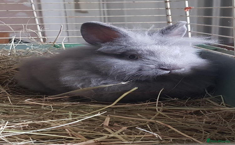 Lionhead rabbits in Solihull - Advert 5