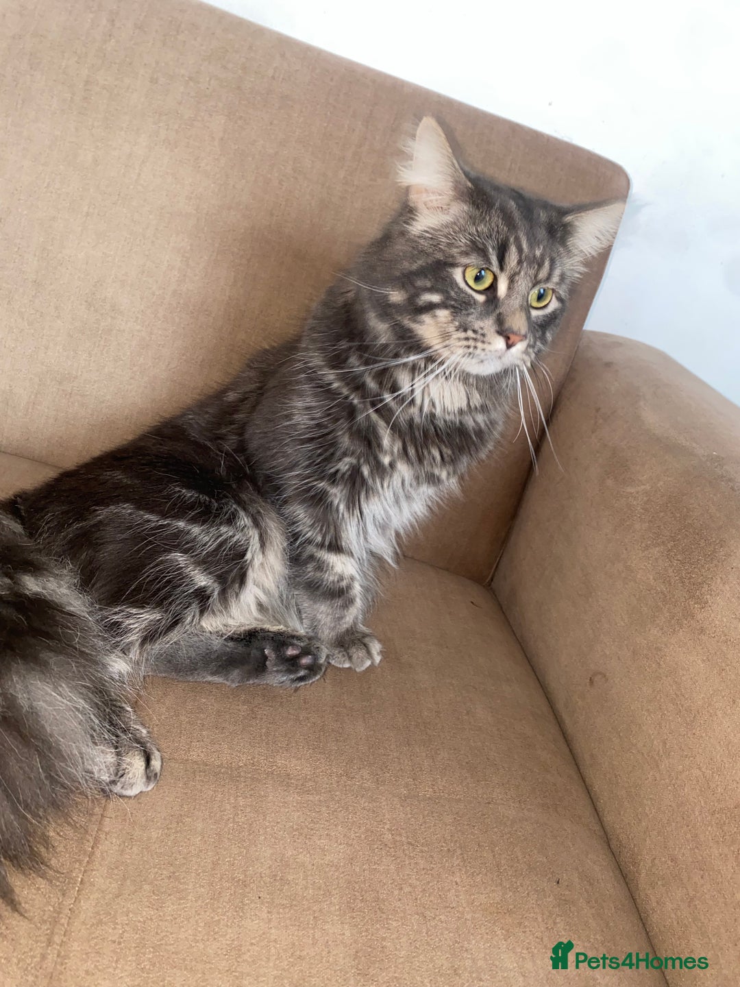 Mixed Breed cats for sale: Loving 1-Year-Old Half Maine Coon / Tubby - Advert 3
