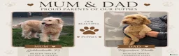 Mini Goldendoodle dogs for sale: F1B Mini Goldendoodle Boy -12 weeks old - Advert 6