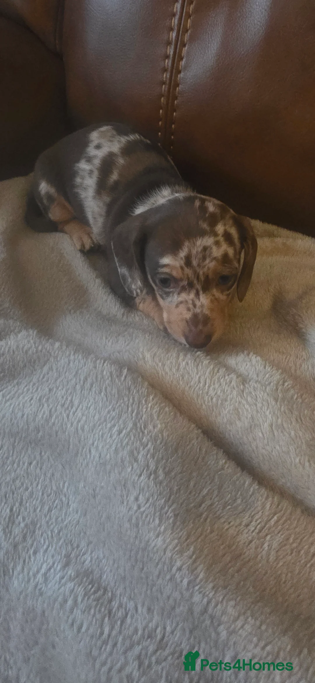 Dachshund dogs for sale: Mini dachunds  - Advert 1