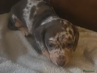 Dachshund dogs Mini dachunds - Advert 8