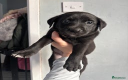 Labrador Retriever dogs for sale: Last female puppy left  - Image 1