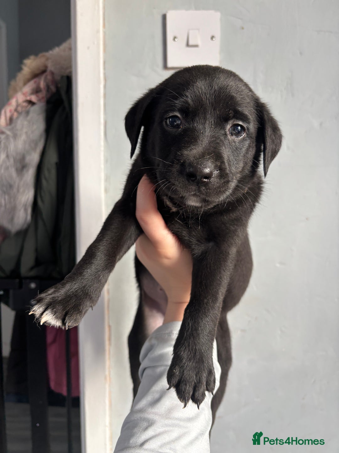 Labrador Retriever dogs for sale: Last female puppy left  - Image 1