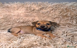 Jack Russell dogs for sale: Much Wenlock Mix Miniature Jack Russell Puppies - Image 9