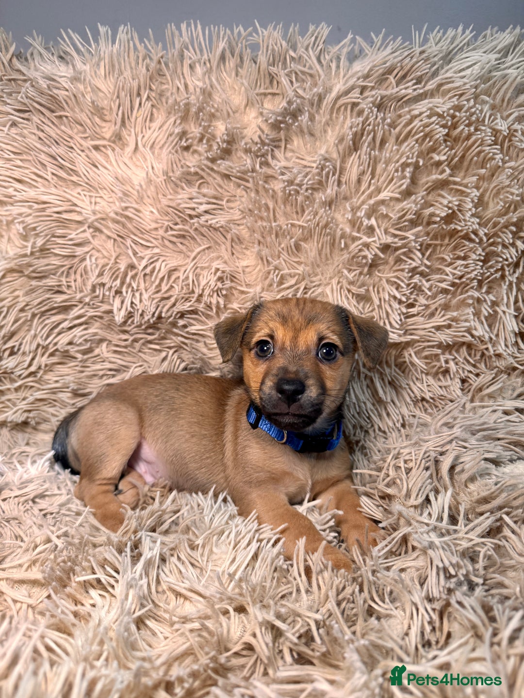 Jack Russell dogs for sale: Much Wenlock Mix Miniature Jack Russell Puppies - Image 9
