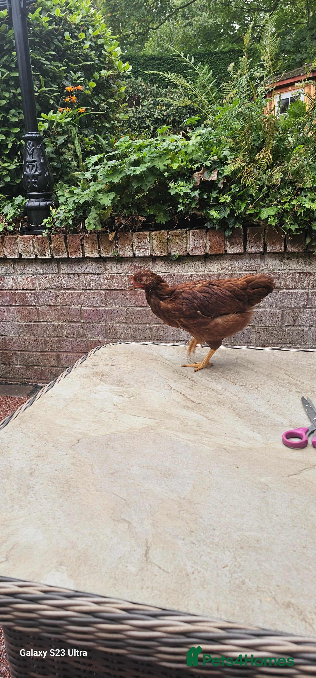 Hens poultry for sale:  FREE chickens 2 Rhode island Reds & 2 Leghorns - Image 4