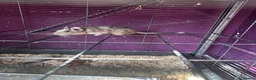 Degus rodents for sale: 3 male degus with cage and accessories  in Marlborough - Advert 2